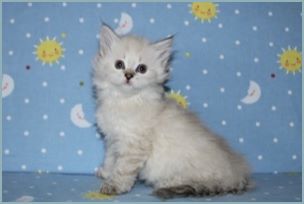 Female Siberian Kitten from Deedlebug Siberians